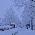 雪のバス停とメタセコイアの並木道