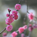 兼六園　　梅が開花（1）