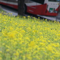 菜の花と桜　　バス