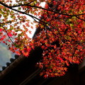 Photos: 山中温泉　屋根にかかるモミジ