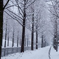 メタセコイアの並木道　(´∀`*)｡ｏ○雪ｷﾀｰ!!ﾟ･※*｡ﾟ