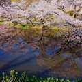 奥卯辰山健民公園.   満開の桜