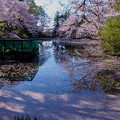 奥卯辰山健民公園　満開の桜　花筏