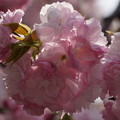 楊貴妃桜
