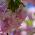 楊貴妃桜　　緑の葉も可愛い＾＾