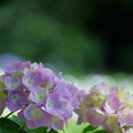 Photos: 花菖蒲園の紫陽花