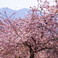 Photos: 河津桜と山並み(1)
