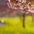 Photos: 菜の花ロードと河津桜(1)