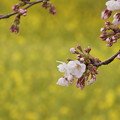 桜と菜の花（1）