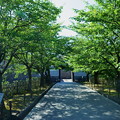 新緑のアプローチ　　石川門
