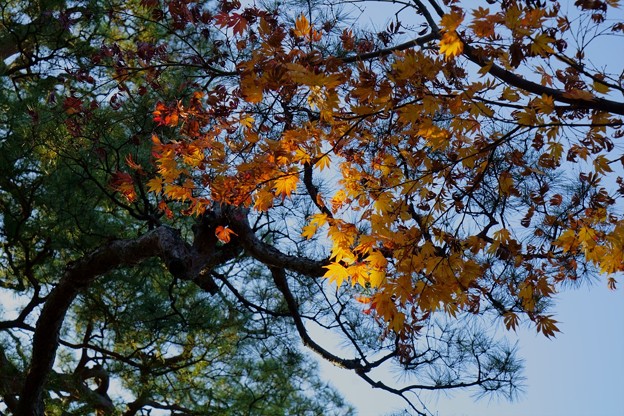 Photos: 松とモミジの紅葉