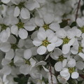 白く小さな花