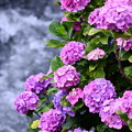 今年撮った紫陽花。。開成町の田んぼと紫陽花(1) 20180610