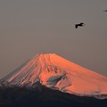朝焼けの光の中に ～紅富士～