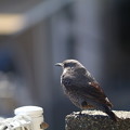 Photos: 鳥
