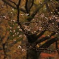 168 十王パノラマ公園の二期桜