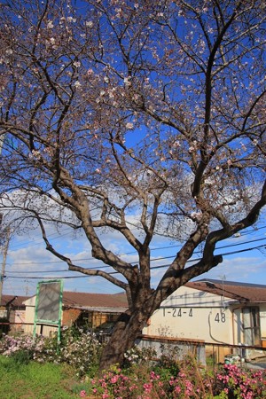 869 大沼の二期桜