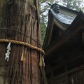Photos: 鉾杉 近津神社
