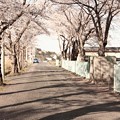 Photos: 362 諏訪台の桜