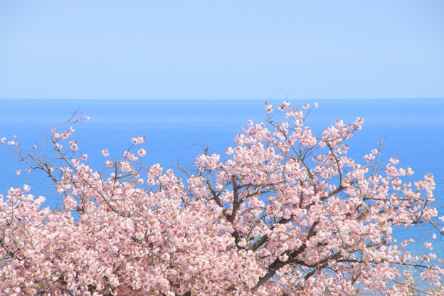 Photos: 087 かみね公園の八重桜