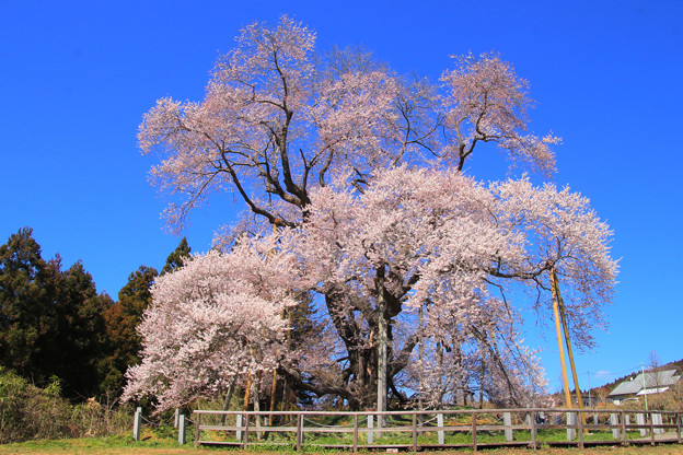 Photos: 戸津辺の桜