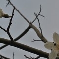 Photos: もう２輪しか残っていない白花種のトックリキワタの花