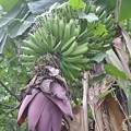 Photos: 厳冬でも実るバナナの実