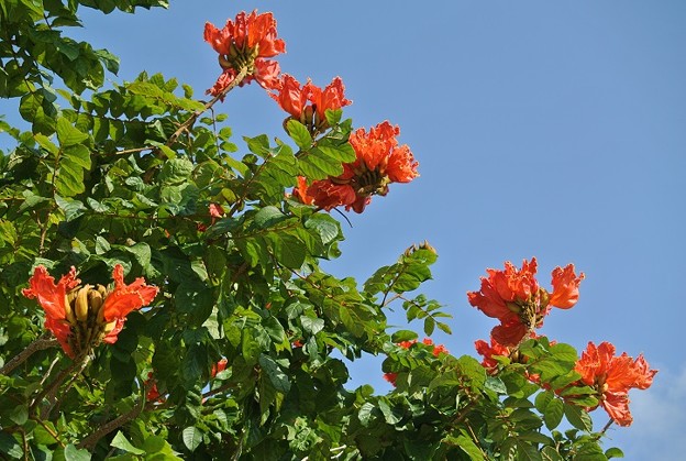 カエンボク（火炎木）のビビッドオレンジの花