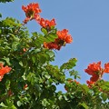 Photos: カエンボク（火炎木）のビビッドオレンジの花