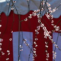 Photos: 枝垂れる梅の花