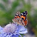 Photos: 高原の花と蝶