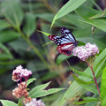 Photos: 旅する蝶